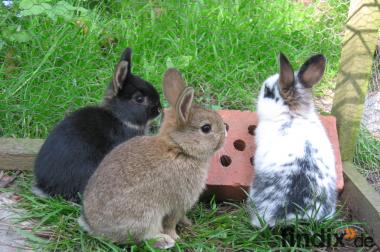 kleine Kaninchen abzugeben