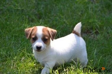 kostenlose Jack Russell Terrier für ein Haustier 