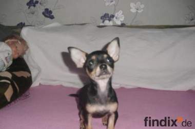 Kurzhaar Chihuahua Welpe!