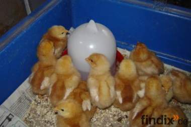 Lege Hühner Küken zu verkaufen!  Nach Geschlecht 