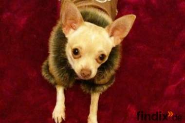 Liebebedürftiger Chihuahua Rüde sucht ein neues 