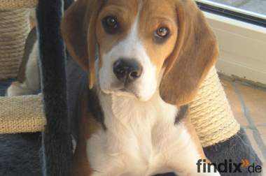 Lieber Beagle sucht neues Zuhause
