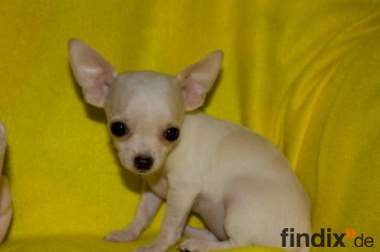 Liebes Extra Mini-Chihuahua Weibchen WEISS !