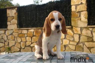 Último precioso cachorrito beagle listo para 