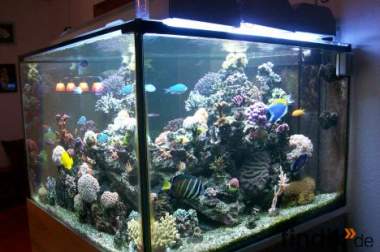 Meerwasseraquarium mit 3 bohrungen und filterbecken