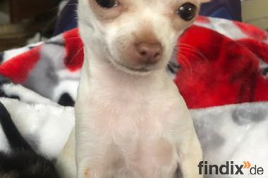 Mini Chihuahua ( max 1,5 kg)