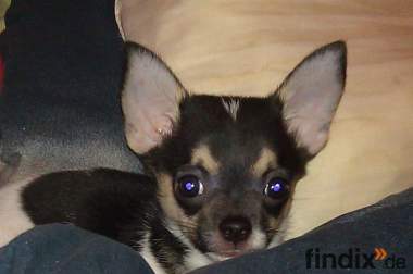 Mini Chihuahua Welpe