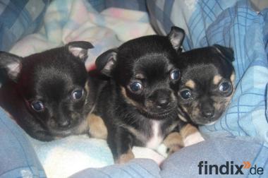 Mipsy Fipsy und Tipsy Mini Chihuahua Welpen