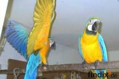 niedliche Blau und Gold Ara Papageien für Re-Zuhause