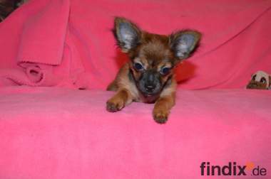 Noch ein süßes reinrassiges Chihuahua Mädel zu 