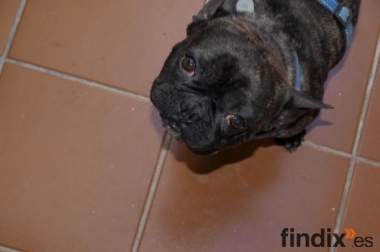 perdido bulldog frances en Fuengirola