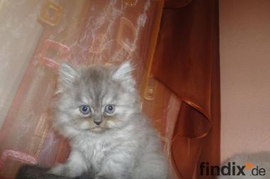 Perser Baby Katzen