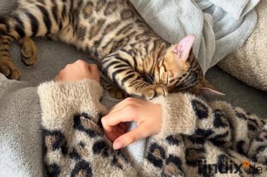 Reinrassige Bengal Kitten mit Stammbaum whatsapp