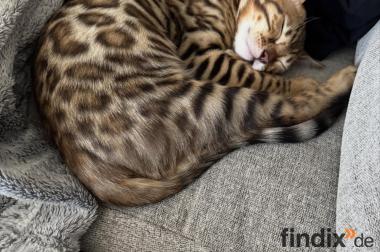 Reinrassige Bengal Kitten mit Stammbaum whatsapp