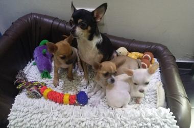 reinrassige Chihuahuawelpen suchen neues zu Hause