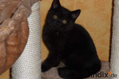 Schwarze BKH Katze mit Papieren sucht ein neues 