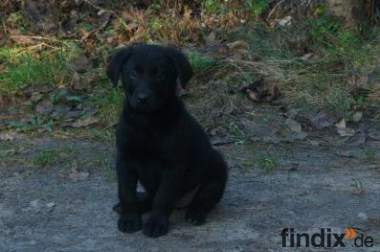 Schwarze Labrador Welpen, günstig abzugeben, 370€,