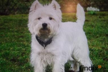 Suche Westie West Highland White Terrier Welpe