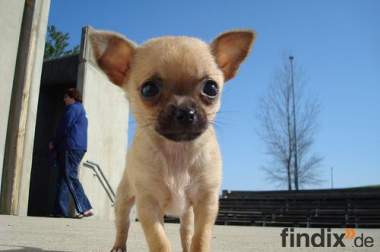 Suchen Chihuahua-Welpen
