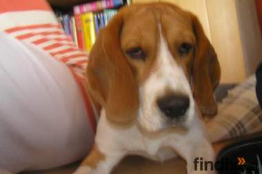 Supersüßer Beagle, Murphy, 1 Jahr alt