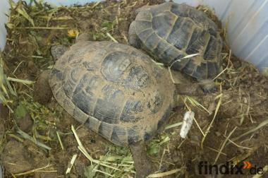 Verkaufe 2 Maurische Landschildkröten -Testudo 
