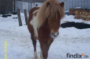 Verkaufe einen Shetland-Pony Hengst