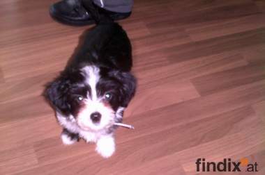verschenken kleine baby hunde !!! 749184