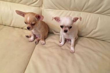 Weiß Mini süßes Chihuahua männlich Braune schon 