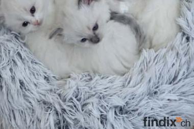 Wunderschöne Ragdoll Kitten – geboren am