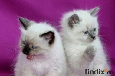 Wunderschöne Ragdoll Kitten suchen ein Neues Zu Haus