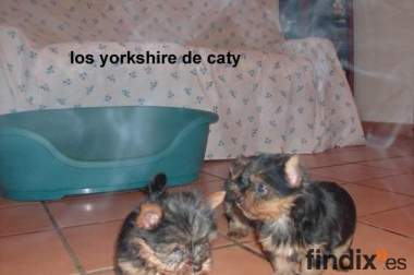 yorkshire de caty