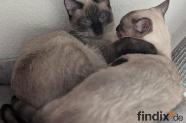 Zwei Siam Katzen weibchen