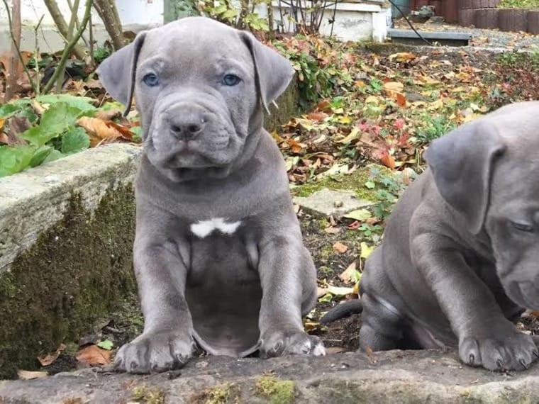 American Bully Standard Extreme Blueline Welpen (Traumverpaarung) 886990