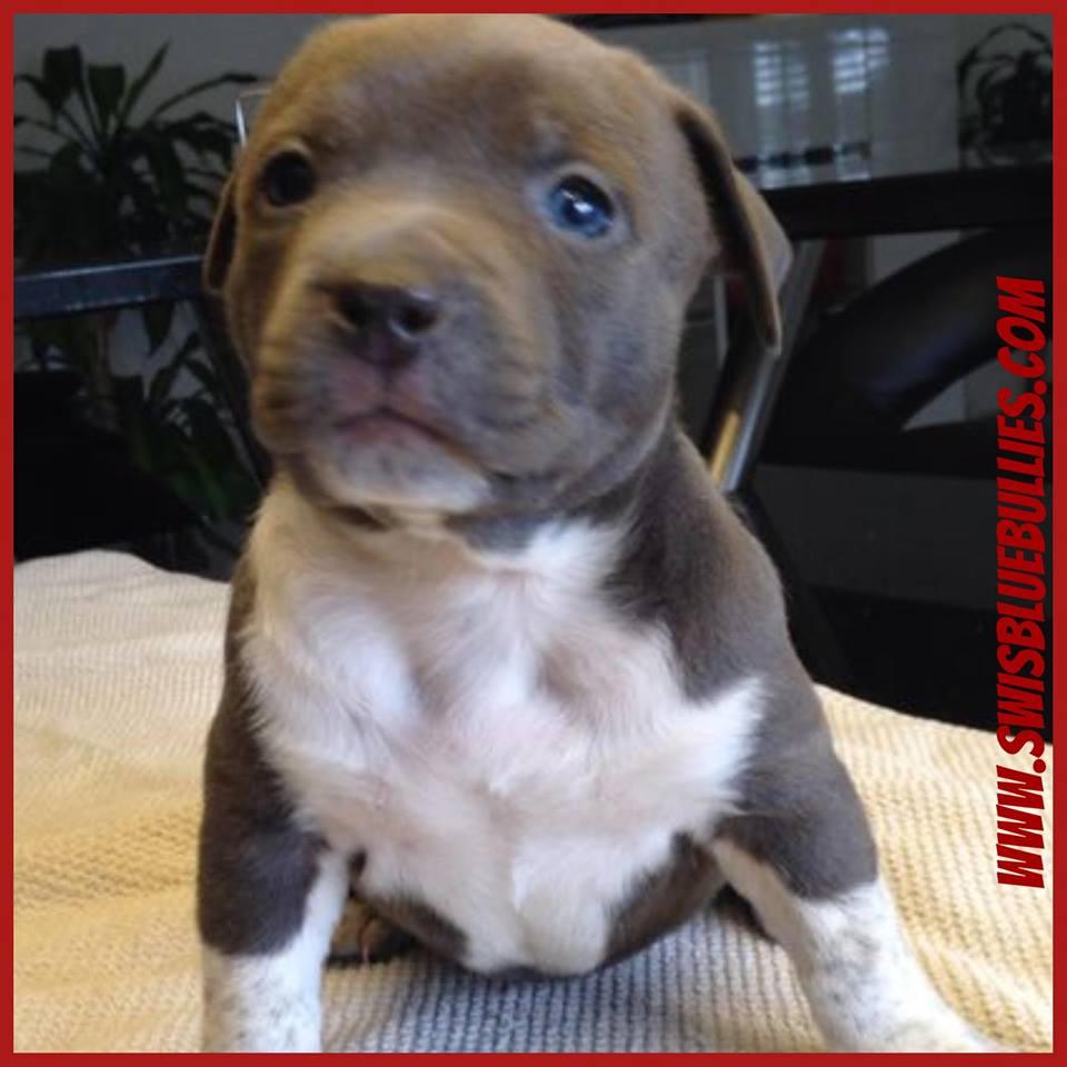 American Bully Welpen 856690