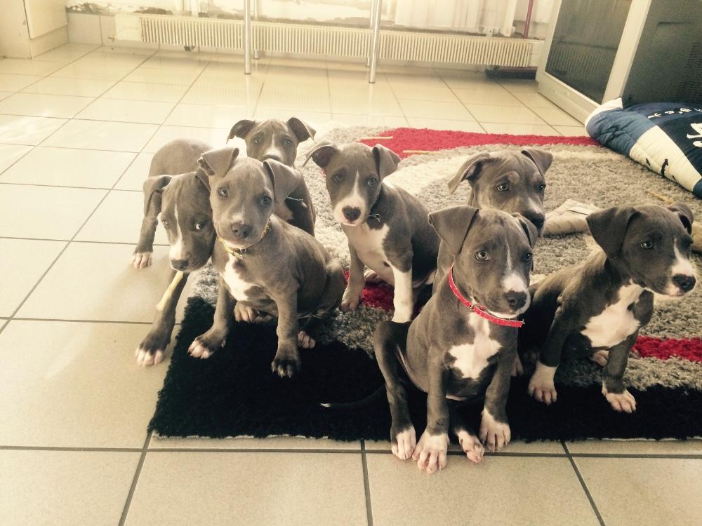 American Staffordshire Terrier Blue Line Welpen Kaufen www.findix.ch