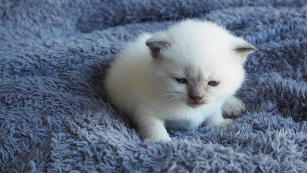 Reinrassige Britisch Kurzhaar Kitten in blue- und tabby point - 903914