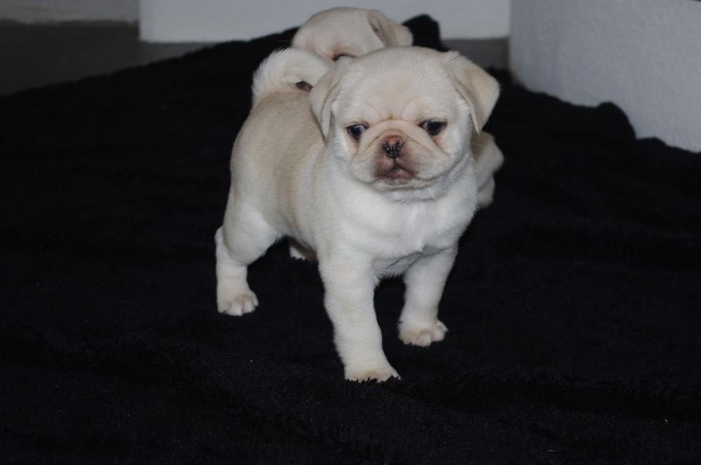 Reinrassige Mops Welpen in weiß 884674