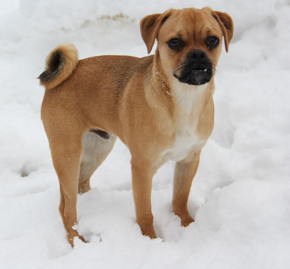 Retro Mops Rüde beige 884845