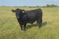 10 Angus-Rinder & reinrassige Charolais-Bullen 10 Angus-Rinder & reinrassige Charolais-Bullen