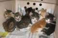 11 nuevos gatitos en Málaga,urgente su adopciones!!