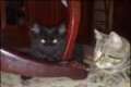 2 gatitos encontrados en una caja - Madrid