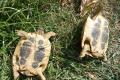2 griechische Landschildkröten / Testudo hermanni 