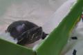 2 Wasserschildkröten suchen neues Zuhause