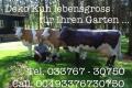 3 Deko Kühe lebensgross für Deinen Garten...