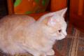 3 süße Britischekurzhaarige Katzen , BKH