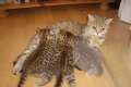 3 Whiskas- Kitten Lilac- und Goldentabby BKH abzugeben