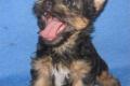 Australian Silky Terrier Welpen  KFT / VDH / FCI