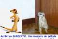 Auténticos suricata suricato con papeles en regla