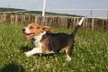 Beagle Rüde sucht Lebensplatz