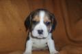 Beagle-u. MINI-Beagle-Babies m. Pap., geimpft, 